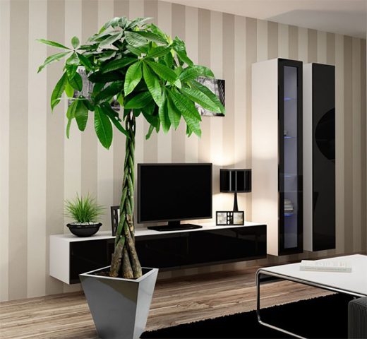 Cây kim ngân với thân xoắn đặc trưng thường được trồng làm cảnh trong nhà