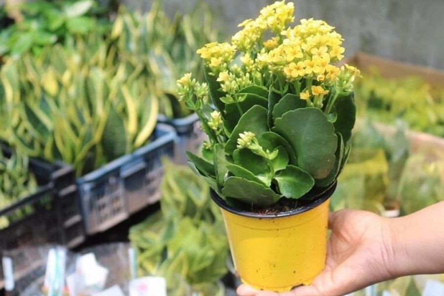 Cây lá bỏng với những chùm hoa rực rỡ, biểu tượng cho sự vĩnh cửu và trường tồn trong phong thủy
