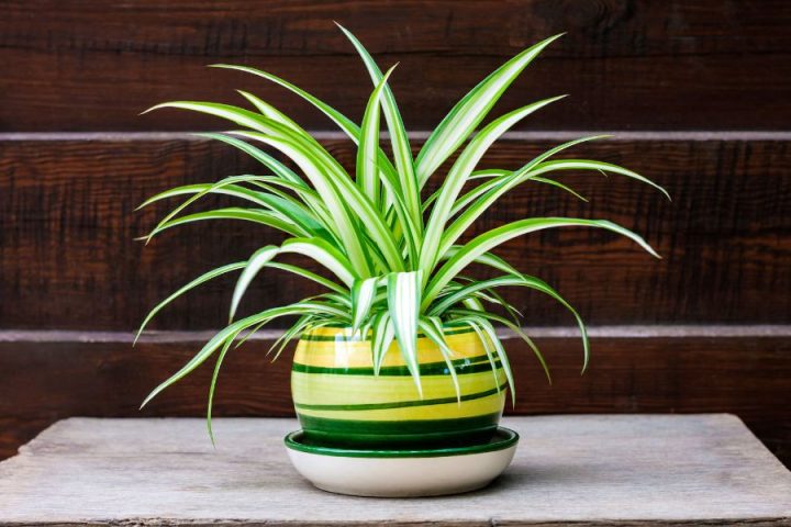 Cây lan chi có nguồn gốc nhiệt đới với lá dài và rủ xuống