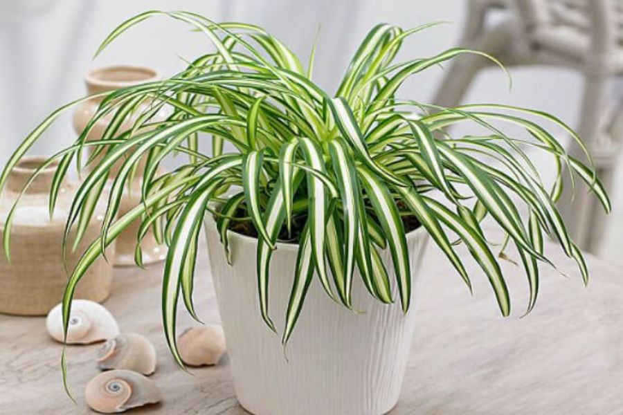 Cây lan chi hợp mệnh Kim và Thủy mang lại may mắn và tài lộc cho gia chủ