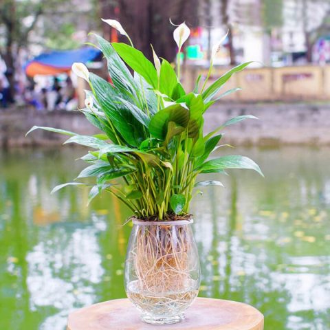 cây lan ý hợp mệnh gì trồng trong nhà