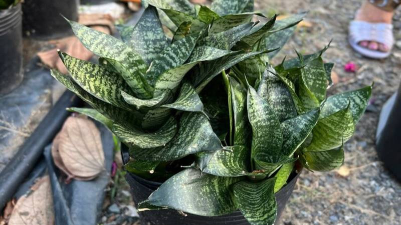 Cây lưỡi mèo được đặt trong phòng ngủ, minh họa cho công dụng cải thiện không khí và giấc ngủ.
