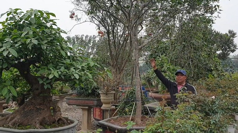 Cây mộc hương bonsai mang ý nghĩa trường tồn và phong thủy tốt đẹp