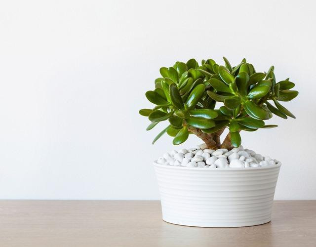 Cây ngọc bích bonsai với dáng thế đẹp mang ý nghĩa phong thủy