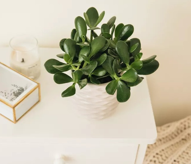 Cây ngọc bích để bàn làm việc giúp tăng tài lộc và sự tập trung