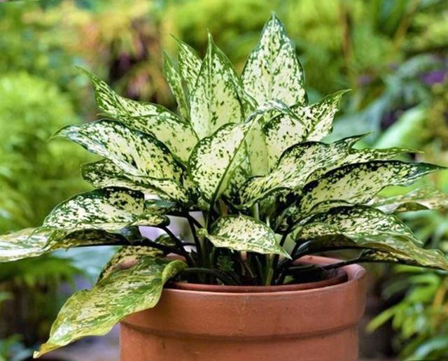 Cây ngọc ngân đặt trong phòng làm việc mang lại may mắn và năng lượng tích cực