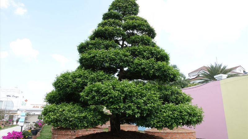 Cây nguyệt quế bonsai được chăm sóc cẩn thận trong không gian yên tĩnh