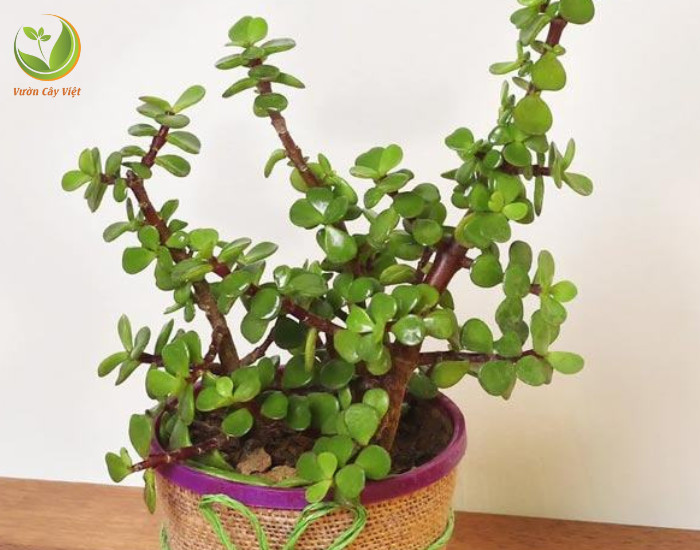 Cây sen đá đô la xanh với sắc lá tươi tắn
