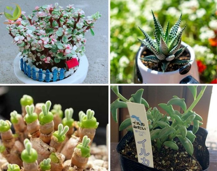 Cây sen đá với nhiều màu sắc đa dạng mang lại những ý nghĩa phong thủy khác nhau