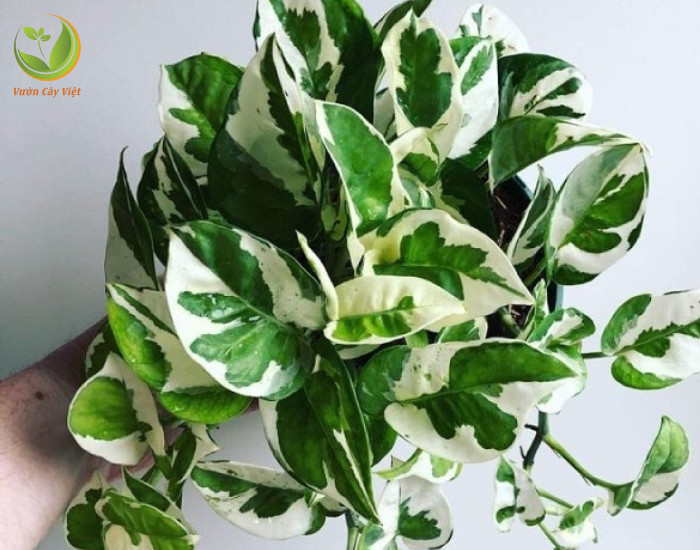 Cây Trầu Bà Cẩm Thạch với màu sắc lá tương hợp với người mệnh Kim