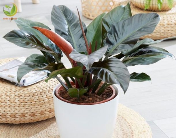 Cây trầu bà Đế Vương Đỏ với tán lá xanh và đỏ thẫm rực rỡ