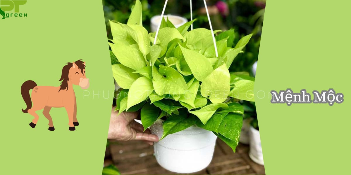 Cây trầu bà vàng hợp nhất với người mệnh Mộc và tuổi Ngọ, mang lại may mắn
