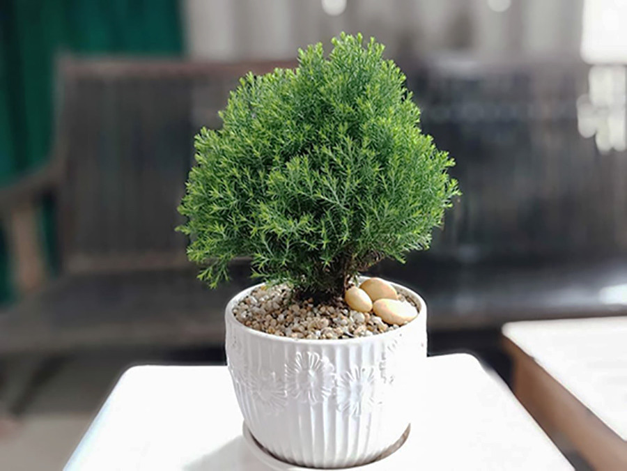 Cây tùng bồng lai được tạo dáng đẹp, thích hợp trang trí nội thất