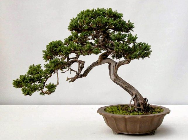 Cây tùng bồng lai với dáng vẻ xanh tốt, tán lá dày đặc