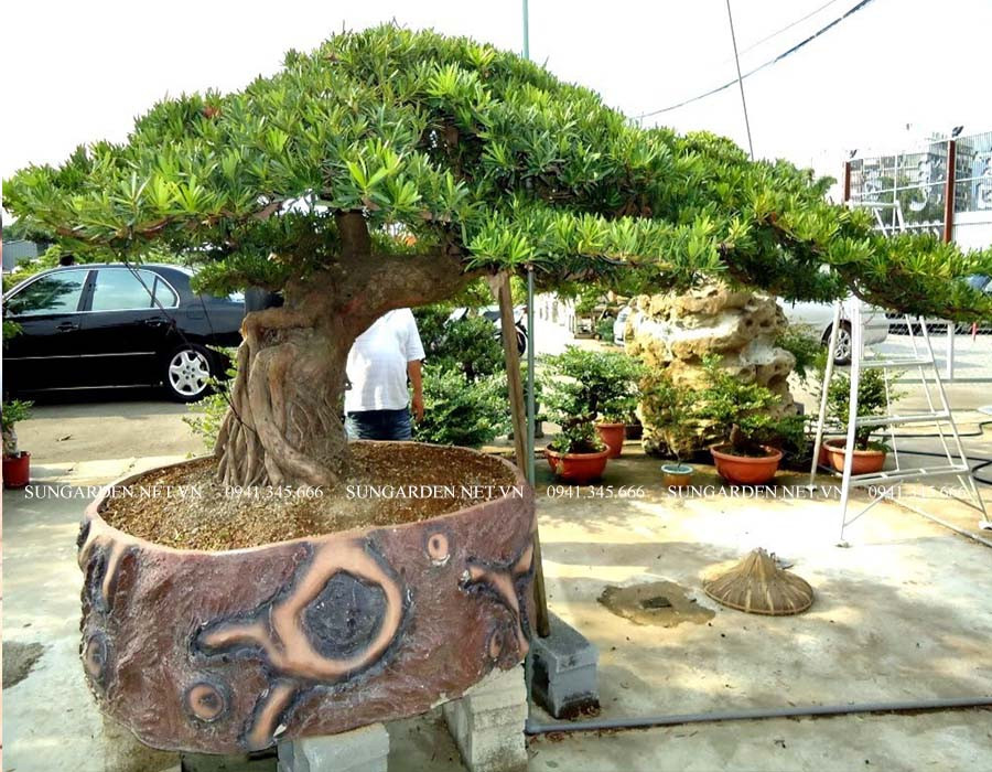 Cây Tùng La Hán được đặt ở không gian thoáng đãng ngoài trời để quang hợp
