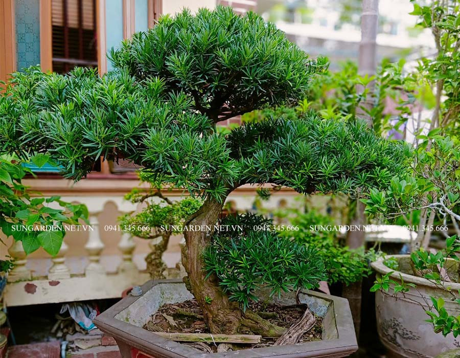 Cây Tùng La Hán được tạo dáng nghệ thuật bonsai phổ biến hiện nay