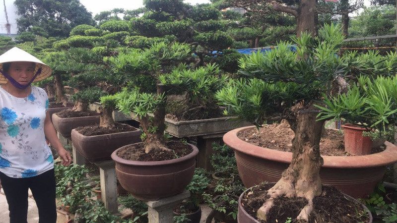 Cây Tùng La Hán được tạo dáng uyển chuyển, thường được tìm thấy trong các khu vườn cổ kính