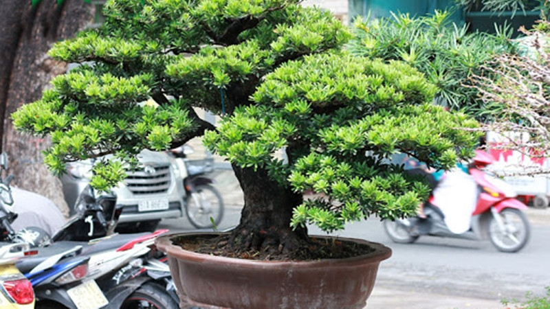 Cây tùng la hán tạo dáng bonsai tinh xảo, thể hiện sự kiên nhẫn và nghệ thuật