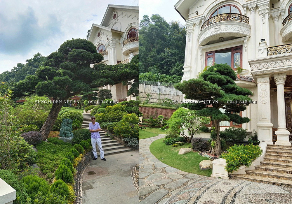 Cây Tùng La Hán uy nghi, mang đến sự thịnh vượng cho ngôi nhà