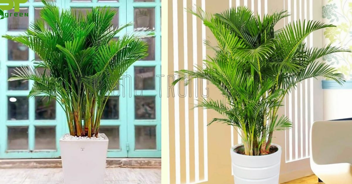 Chăm sóc định kỳ giúp cây cau vàng tránh được các bệnh nấm và sâu hại phổ biến