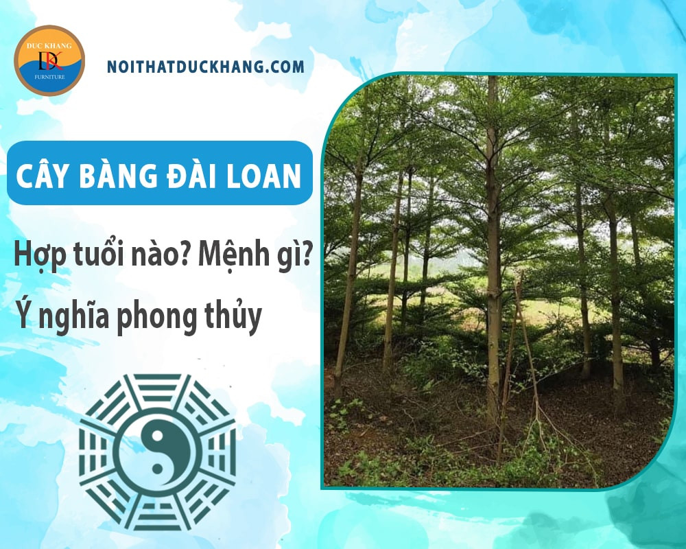 Chậu cây bàng Đài Loan trồng trong không gian có ánh sáng