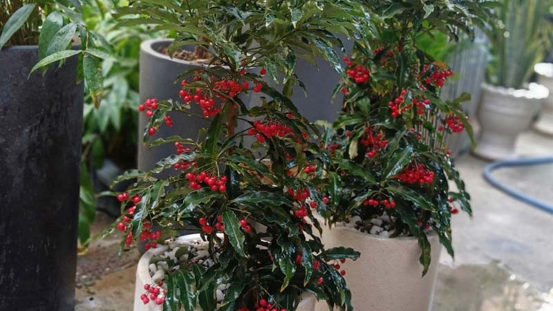 Chậu cây kim ngân lượng được chăm sóc kỹ lưỡng trong môi trường nội thất