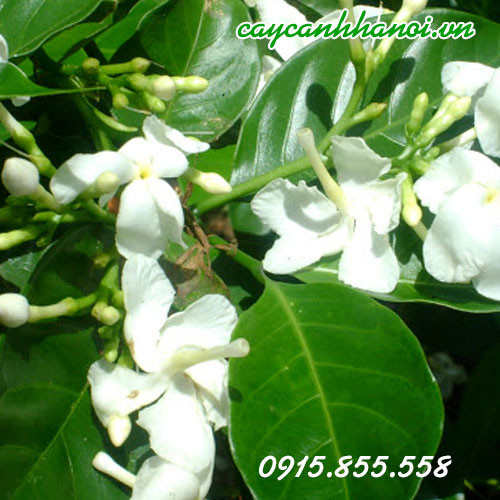 Chậu cây Ngọc Bút màu trắng tinh khiết, tượng trưng cho sự thanh khiết và hợp mệnh Kim