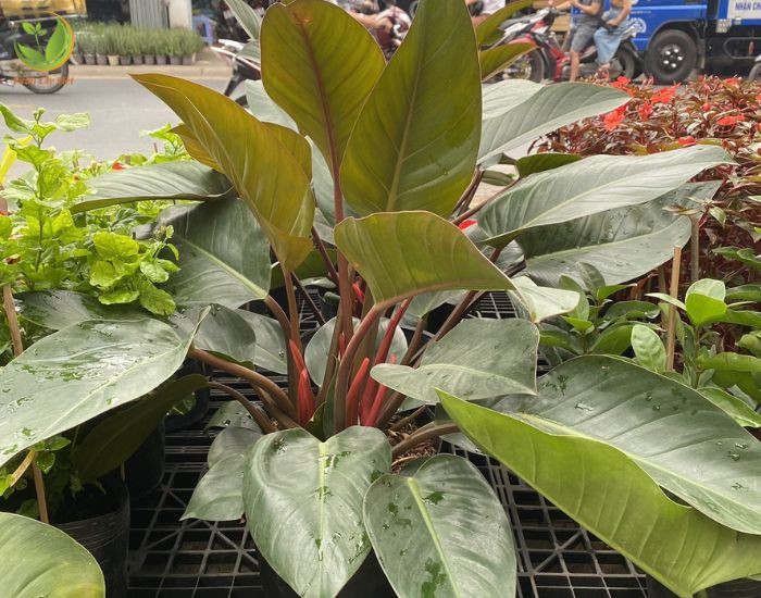 Chậu cây trầu bà Đế Vương Đỏ với đất trồng thoát nước tốt và giữ ẩm
