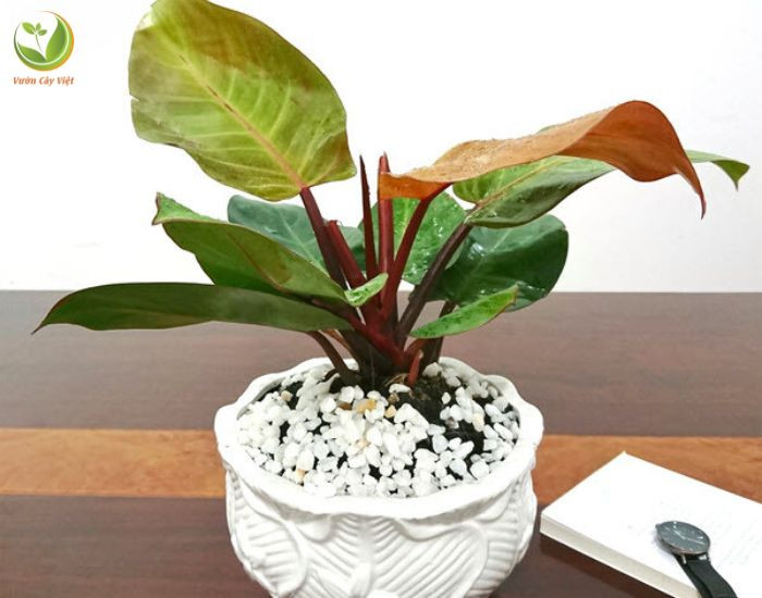 Chậu trầu bà Đế Vương Đỏ đặt trong không gian có ánh sáng lọc nhẹ