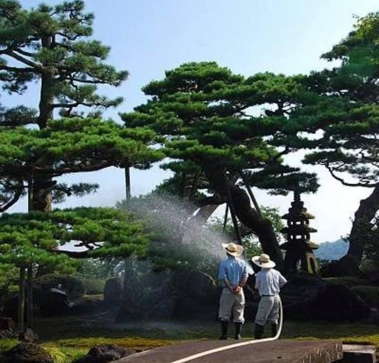 Chi tiết bộ rễ và thân cây Tùng La Hán được chăm sóc kỹ lưỡng