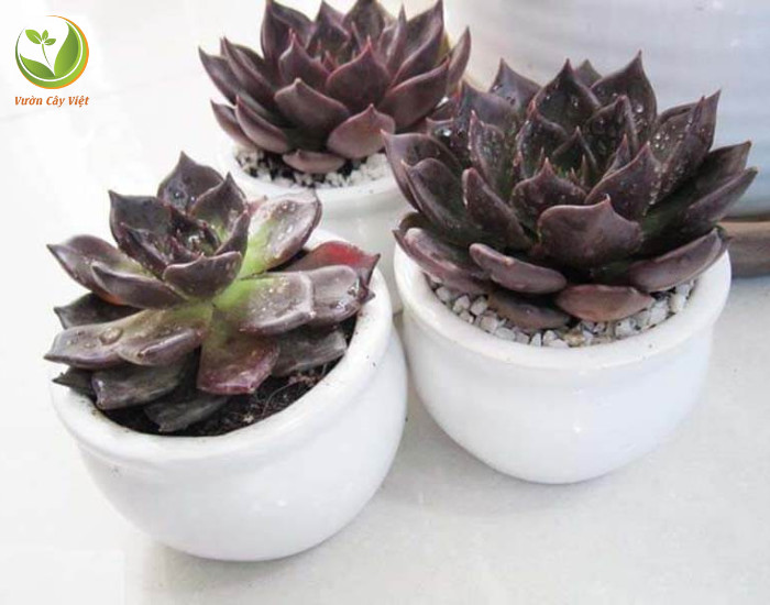 Chi tiết các yếu tố cần lưu ý trong chăm sóc sen đá nâu như tưới nước, ánh sáng và nhiệt độ
