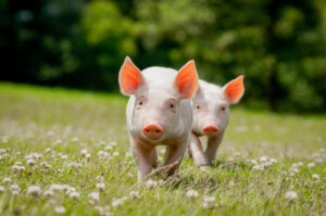 Con số may mắn cho người tuổi Quý Hợi 1983