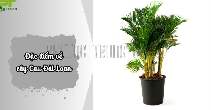 Đặc điểm của cây cau vàng với thân gỗ đốt và tán lá vàng nhạt