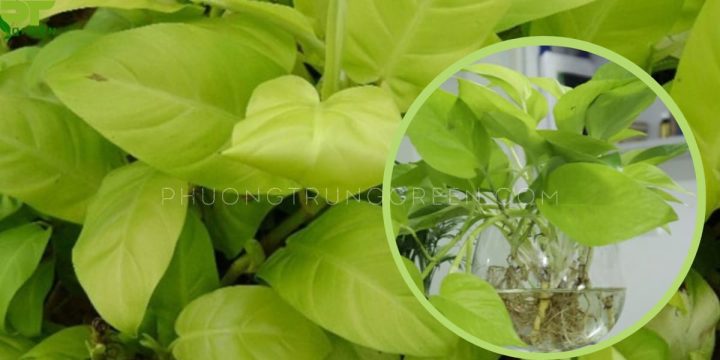 Đặc điểm hình thái của dây trầu bà vàng với lá hình trái tim và màu sắc nổi bật