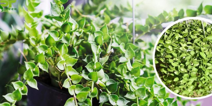 Đặc điểm nhận dạng cây đô la thân leo xanh mướt