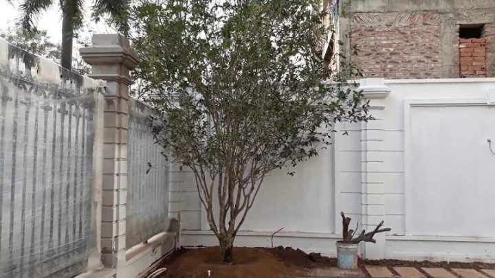 Đặc điểm thân gỗ xù xì của cây mộc hương lâu năm