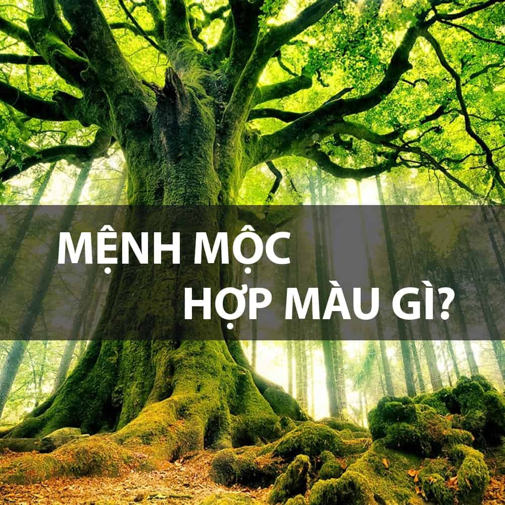 Hình ảnh các màu sắc tương sinh của mệnh Dương Liễu Mộc