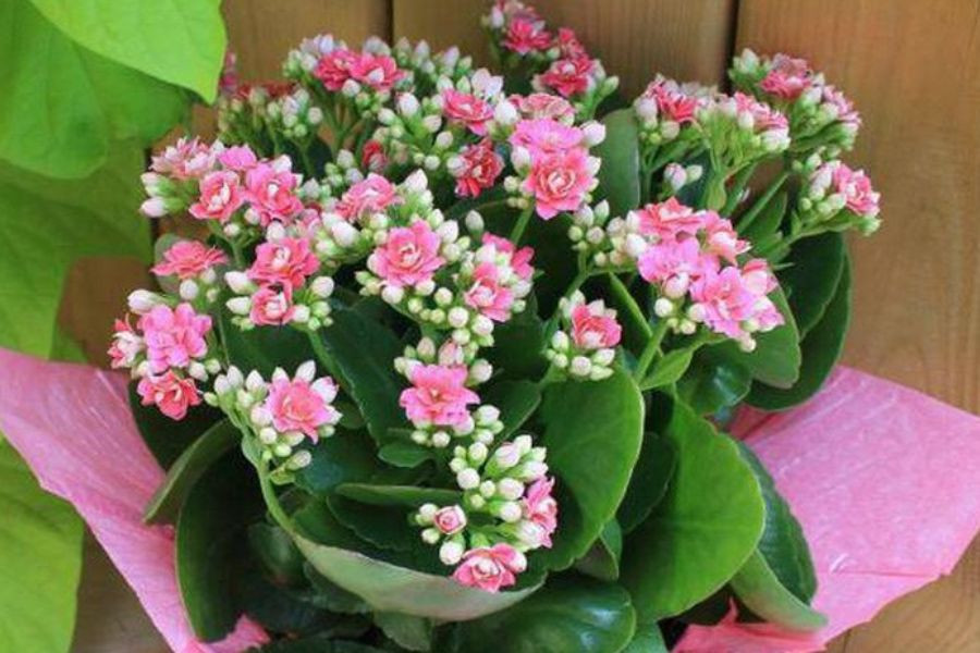 Hình ảnh cận cảnh cây sống đời với các chùm hoa nhiều màu sắc, phù hợp với nhiều bản mệnh khác nhau
