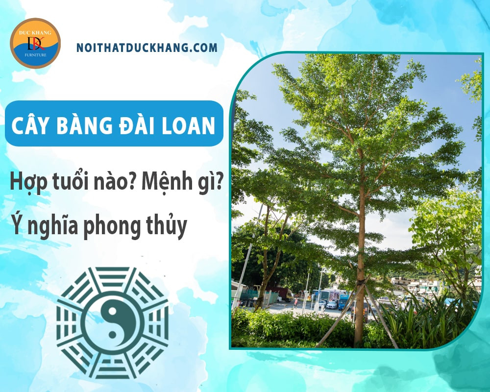 Hình ảnh cây bàng Đài Loan được trồng ngoài trời, cần không gian rộng để phát triển