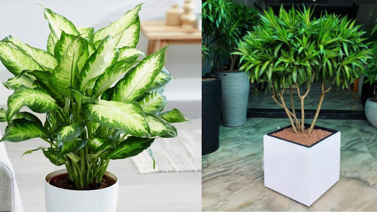 Hình ảnh cây cảnh hợp mệnh Kim
