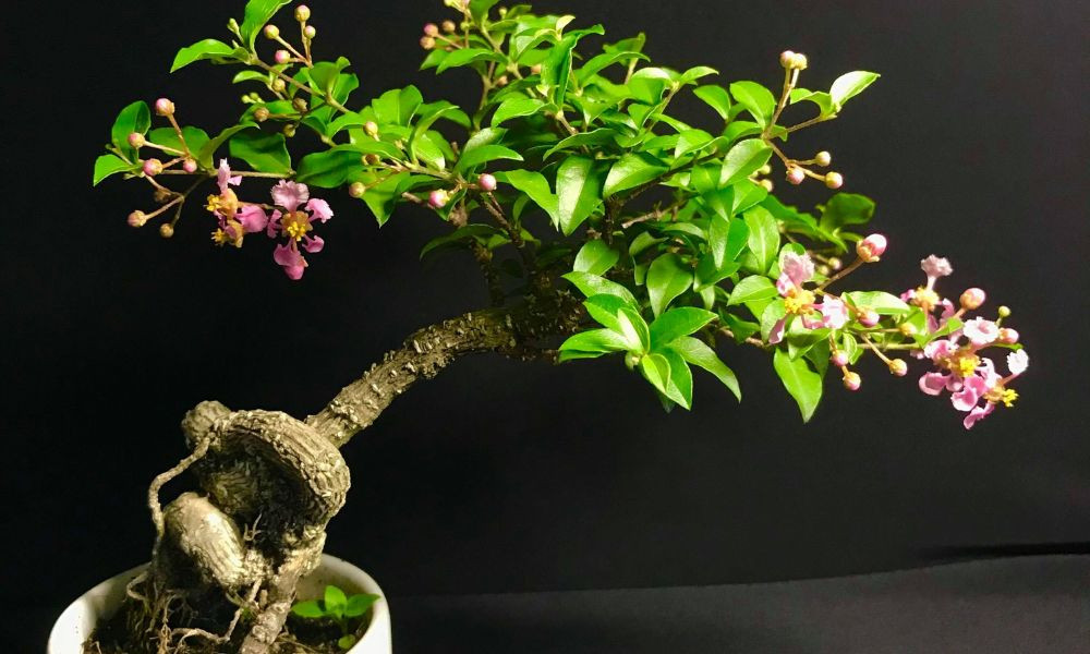Hình ảnh cây hồng ngọc mai bonsai mini được tạo dáng đẹp mắt