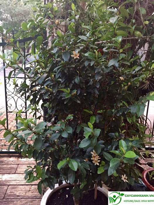 Hình ảnh cây lan tiêu được trồng trong chậu cảnh đặt trang trọng trước nhà