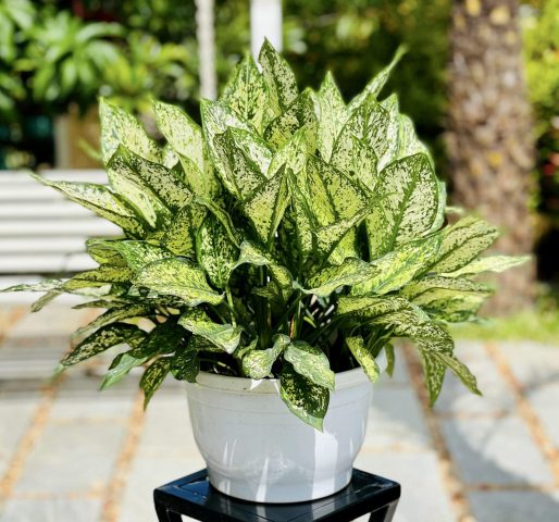 Hình ảnh cây ngọc ngân với lá xanh trắng xen kẽ