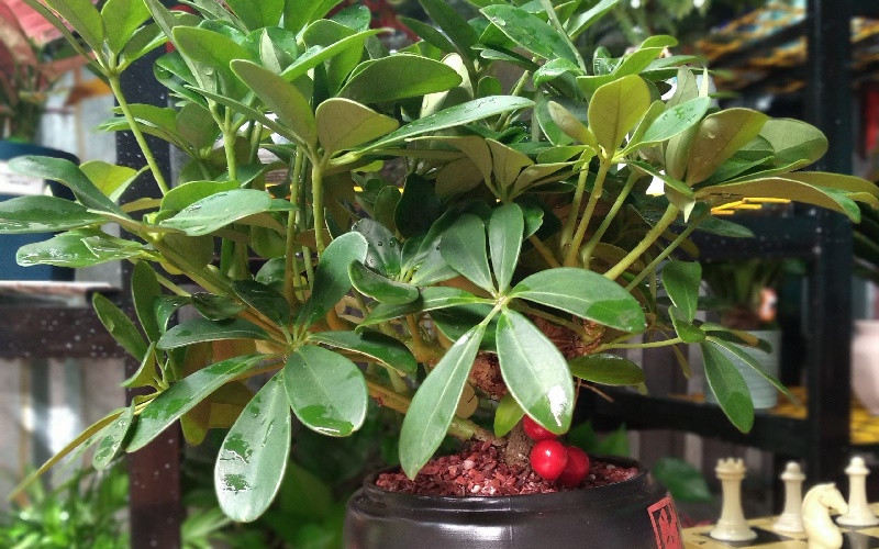 Hình ảnh cây ngũ gia bì đặt trong chậu cảnh, thể hiện sự cân bằng phong thủy