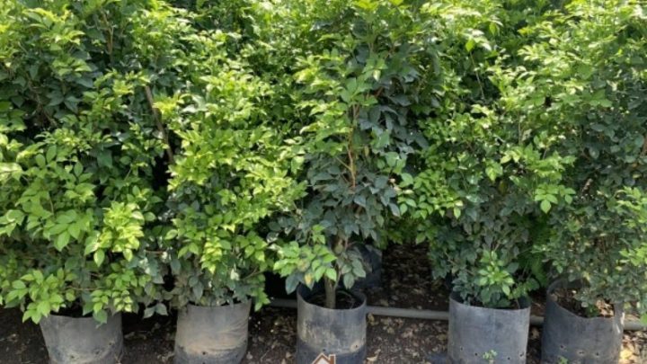 Hình ảnh cây nguyệt quế nở hoa rực rỡ hợp phong thủy