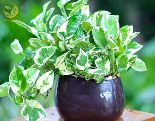 Hình ảnh cây Trầu Bà Cẩm Thạch với những chiếc lá màu xanh trắng độc đáo