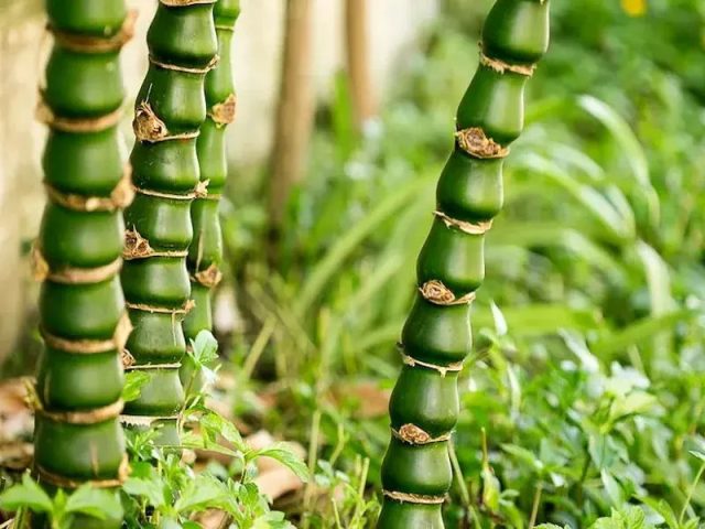 Hình ảnh cây trúc đùi gà thân phình to đặc trưng