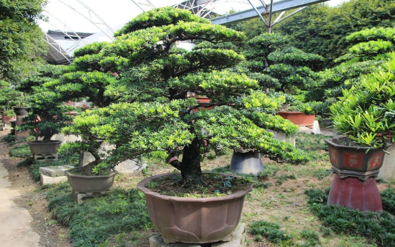 Hình ảnh cây tùng la hán được trồng trong chậu cảnh, biểu tượng cho sự hài hòa ngũ hành