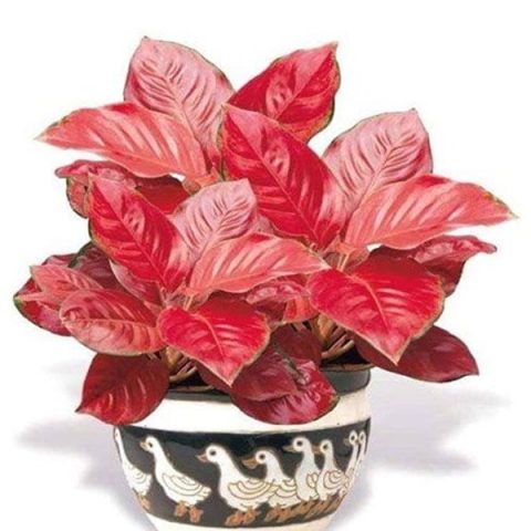 Hình ảnh cây vạn lộc với lá xanh hồng nổi bật trong không gian nội thất