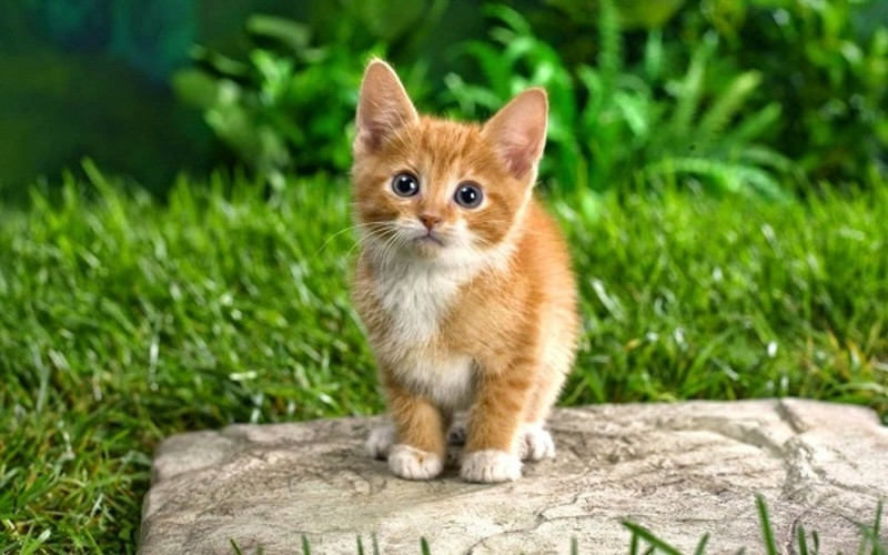 Hình ảnh đại diện cho sự thông minh, lanh lợi của người tuổi Mão